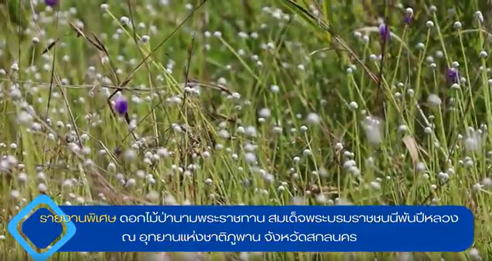 ดอกไม้ป่านามพระราชทาน สมเด็จพระบรมราชชนนีพันปีหลวง ณ อุทยานแห่งชาติภูพาน จังหวัดสกลนคร